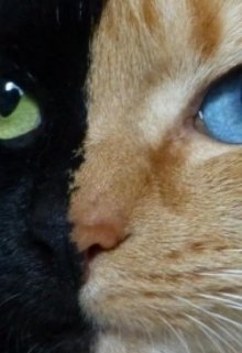 Котячі очі