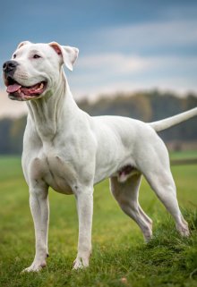 Плем'я "Морського Зову" 