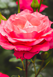 Казка про квіткове царство