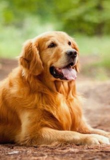 Своя людина