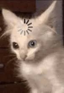 Кошара біляш