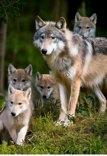 Вовчі сімейства