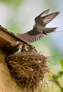 Маленька ластівка