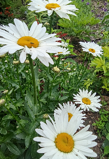 Мiсячне сяйво. Шлях мольфарки