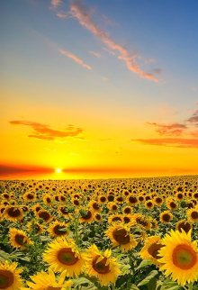 Комбінатор