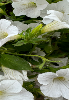 Чи то мої образи?