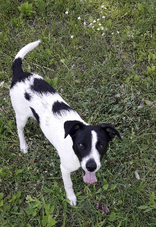 Пропавша собака