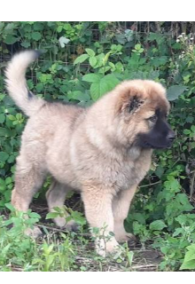 Вірна подруга 