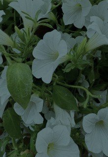 Минуле вже тінь