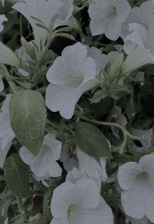 Нове дихання