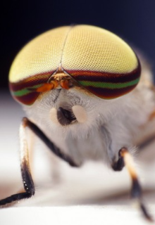 квантова муха 