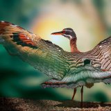 Вероніка Дараган