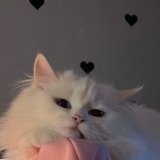 Ніколь Кові