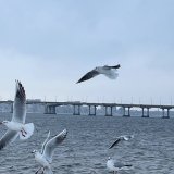 Наталя Тиша