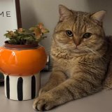 Сонник Назар