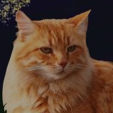 Fern (Папороть)