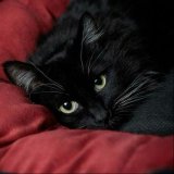 Векла Оганесян 