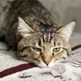 Кіт Піксель