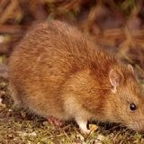 Пацюк Червоній