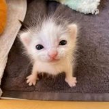 (((Котяча лапка)))